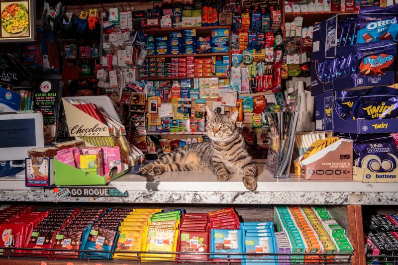 The Bodega Cat Worship
