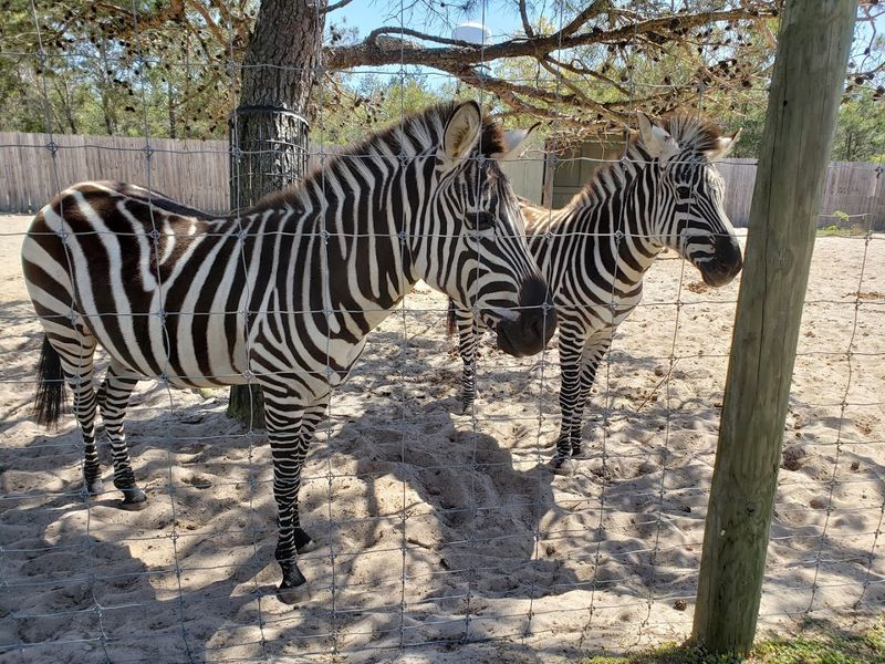 The Elevated Boardwalk Offers Safari-Style Views