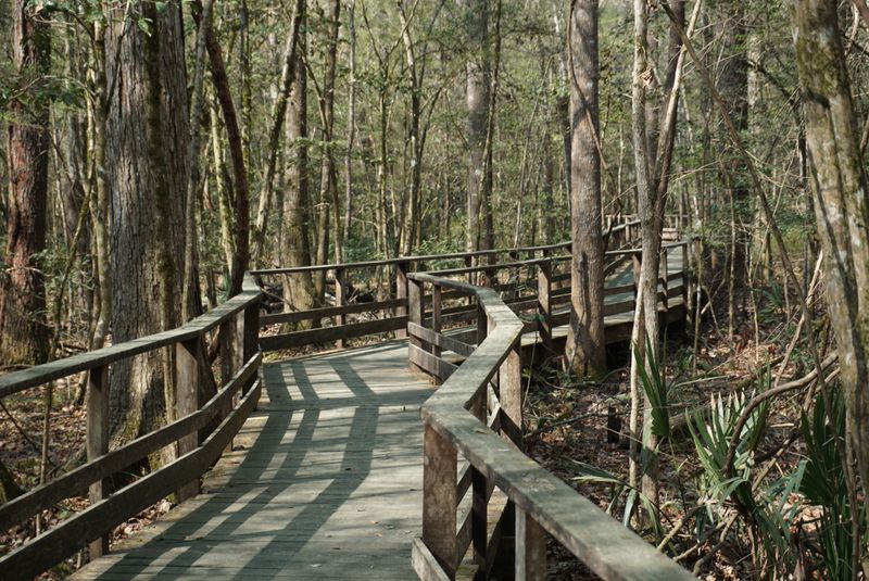 The Elevated Boardwalk That Floats Above The Swamp