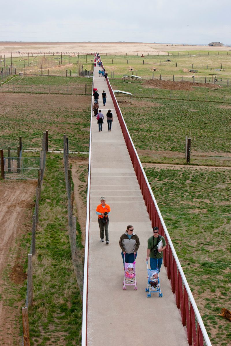 The Elevated Walkway: Your 30-Foot Stroll Above the Wild