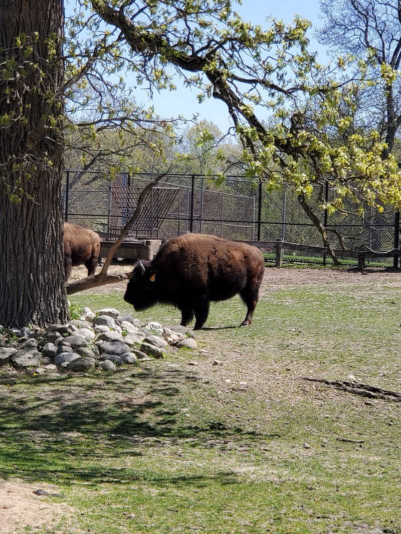 The Elk Herd Behind The Fence