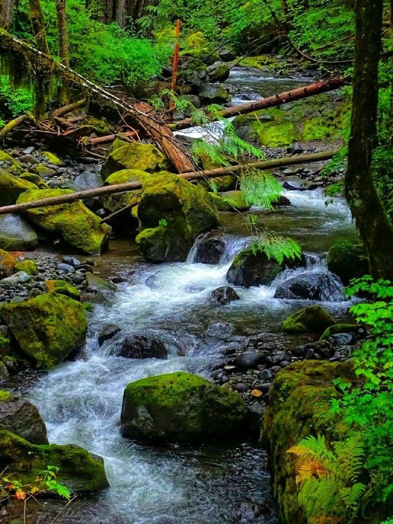 Trail Network: Miles Of Forest Exploration