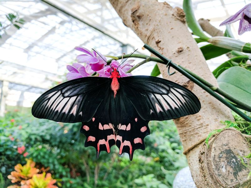 The Emergence Gallery and Its Newborn Wings