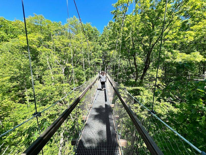Walking Above the Trees on the Canopy Walk