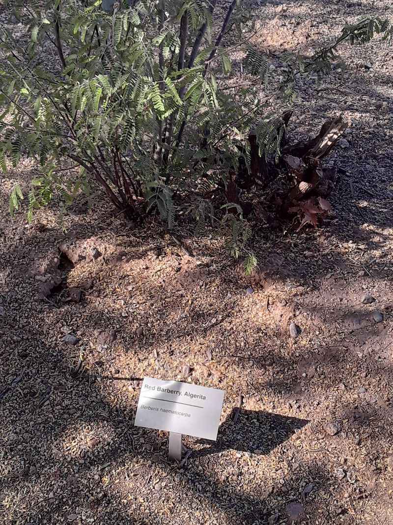 The Emu Bush And Other Pollinator Favorites