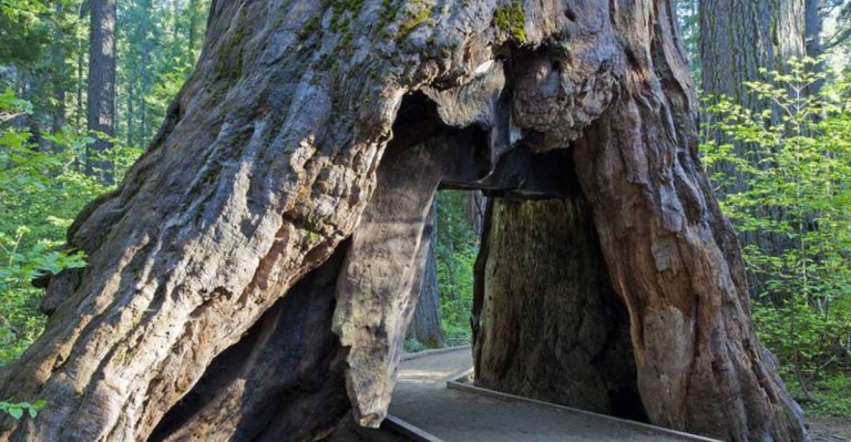 The Enchanting California Forest Trail That Looks Like Something From A Storybook