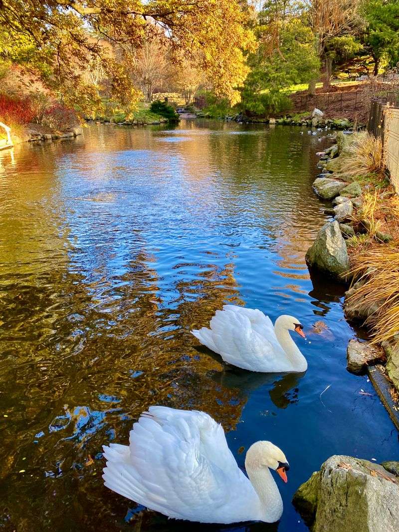 Swan Pond Where Graceful Birds Become Your Friends