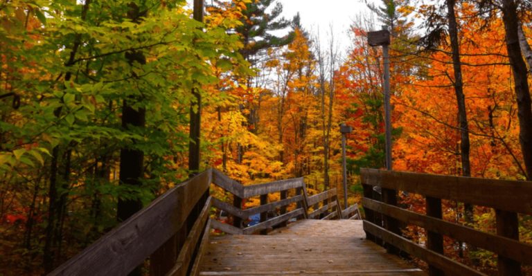 The Enchanting Michigan Forest Trail That Feels Like Walking Through A Storybook Scene