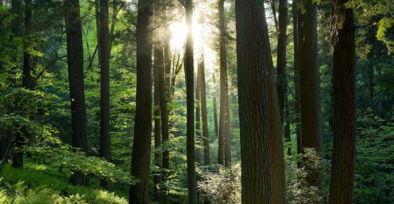 The Enchanting Pennsylvania Forest Trail That Looks Straight Out Of A Fairy Tale