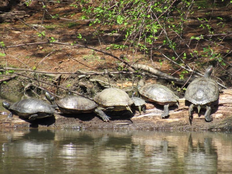 Turtle Feeding And Wildlife Watching Opportunities