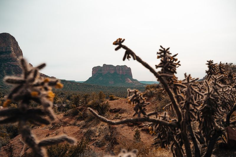 Wildlife And Desert Flora Along The Path