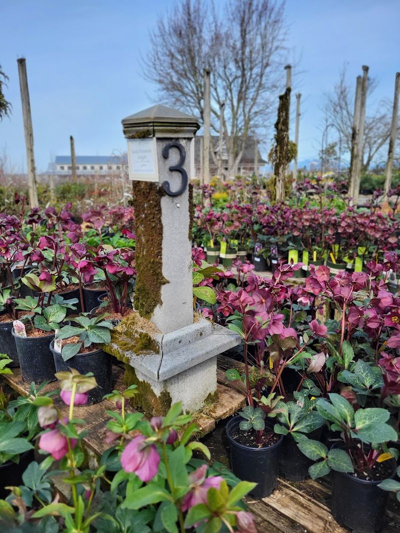 The English Rose Garden