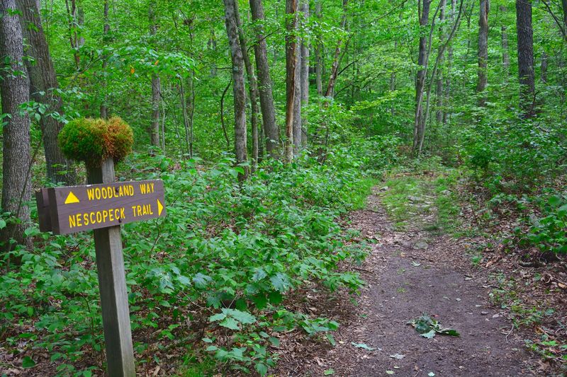 Dog-Friendly Trails And Visitor Amenities