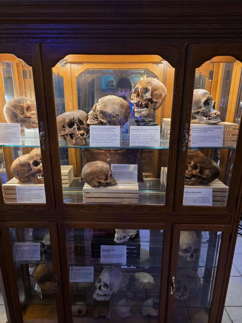 Human Remains And Oddities
