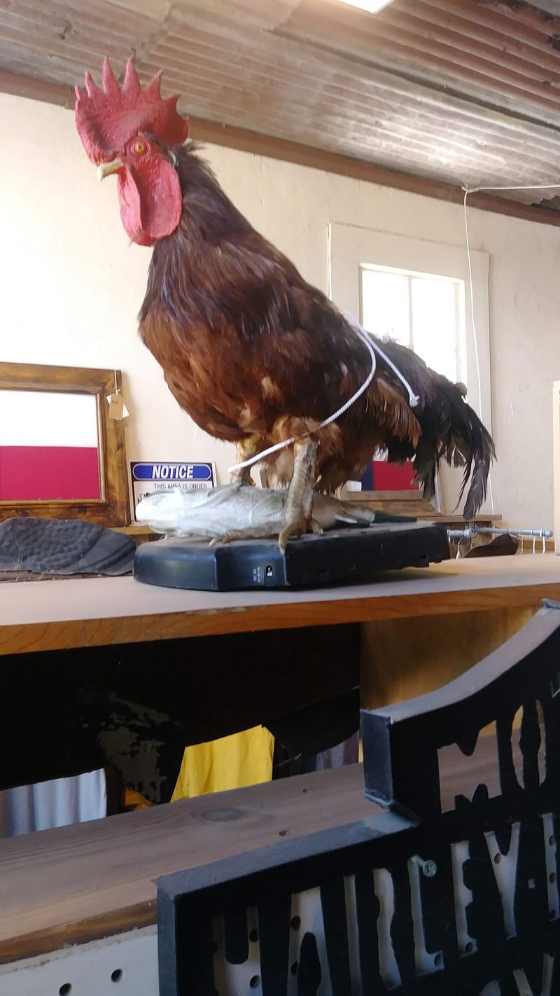 The Fabled Tale Of Cockaroo