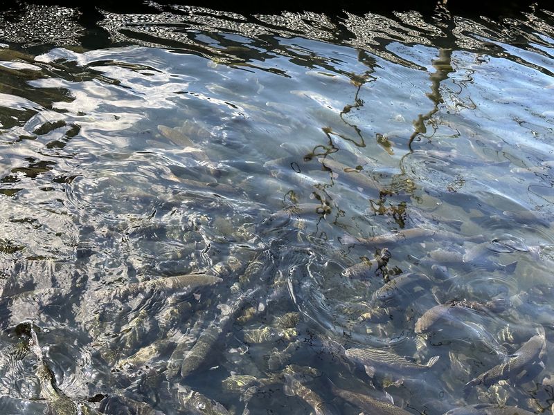 The Fall Salmon Run You Came to See