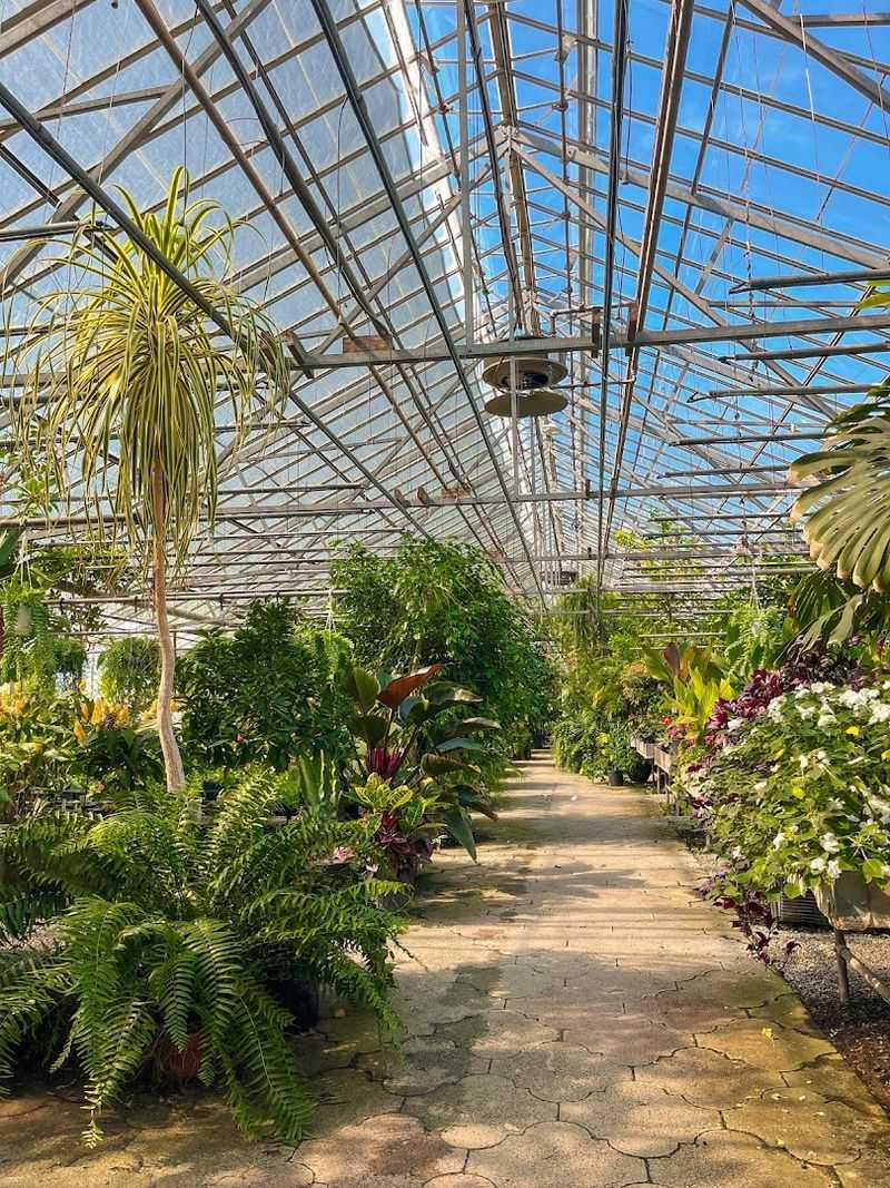 A Victorian Greenhouse With Real Tropical Charm