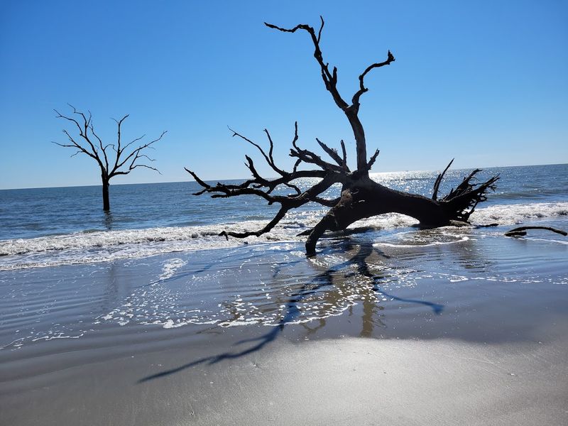 The Famous Boneyard Beach