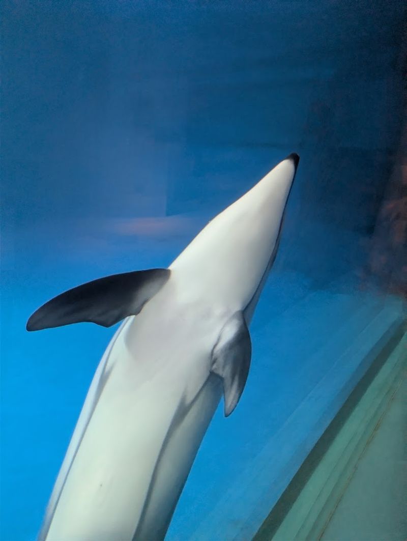 Wild Reef And Its Stunning Shark Habitat