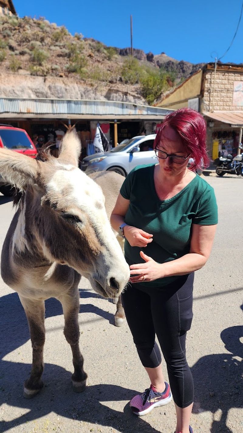 Wild Burros Roaming Right Outside The Door