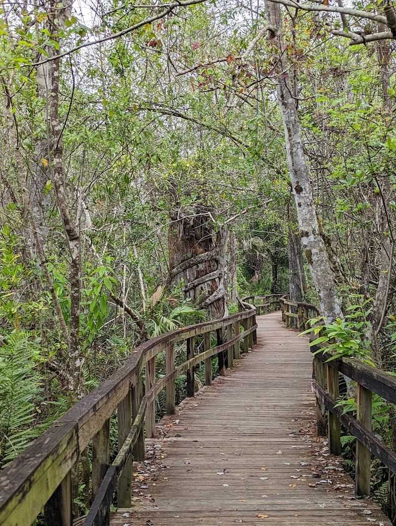 Over Thirty Bromeliad Species Thriving in the Canopy