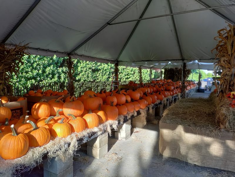 The Famous Fall Festival And Pumpkin Patch