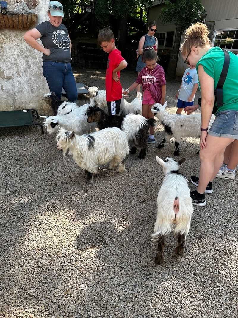The Famous Friendly Goats The Famous Friendly Goats