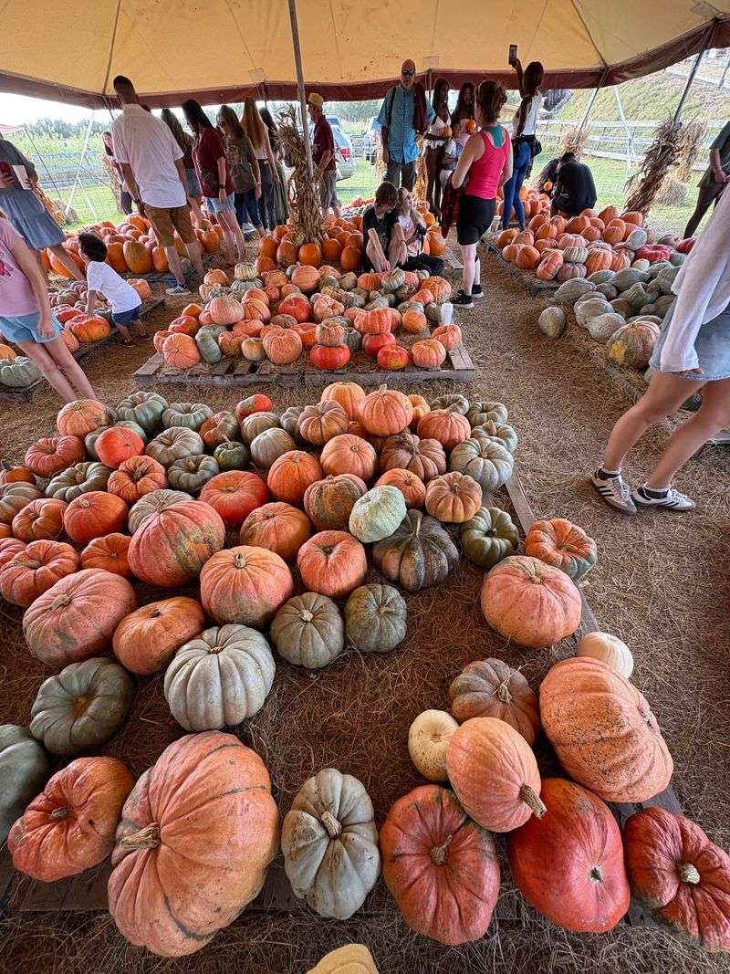The Famous Pumpkin Festival Everyone Talks About