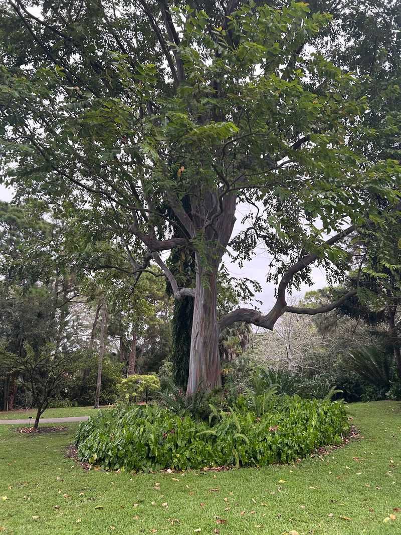The Famous Rainbow Eucalyptus Tree