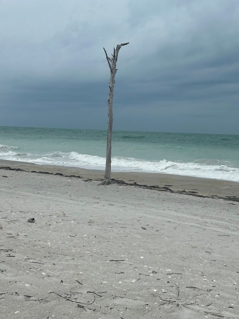 The Famous Walking Tree That Defies Logic