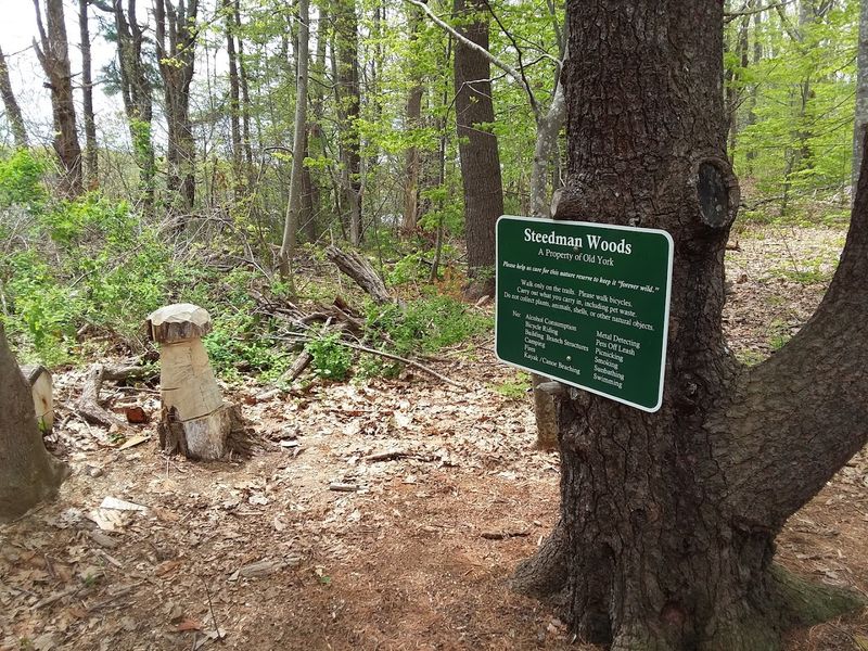 Steedman Woods Waits At The Other End