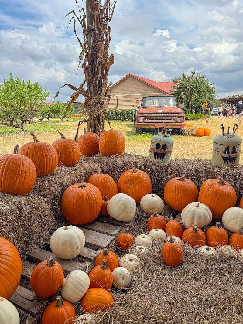 Special Events And Seasonal Festivals Make Southern Hill Farms More Than Just A Market