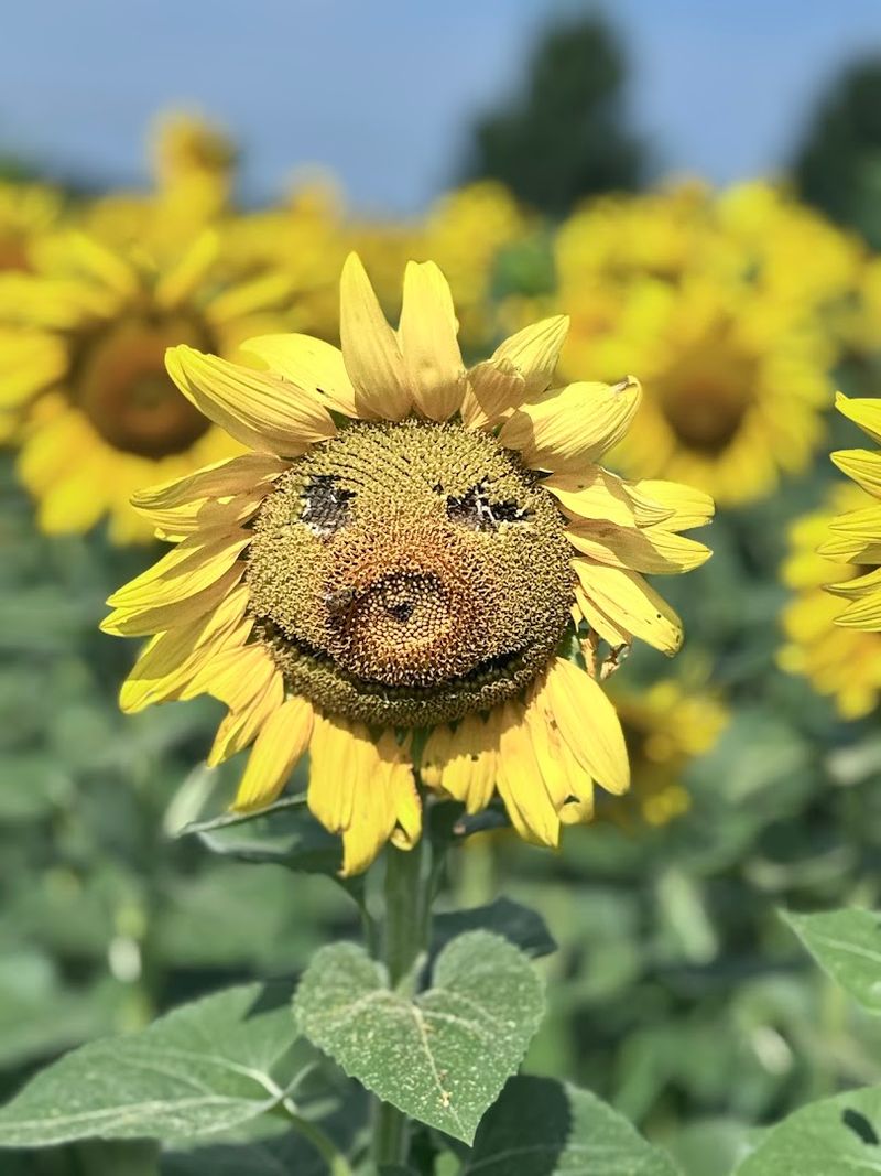 Visiting Is Ideal For Families And Couples 