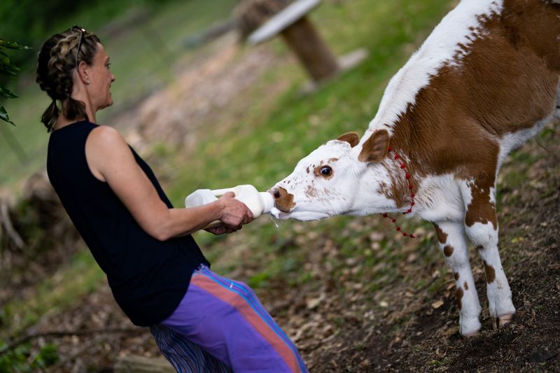 The Farm Animal Husbandry Tour The Farm Animal Husbandry Tour