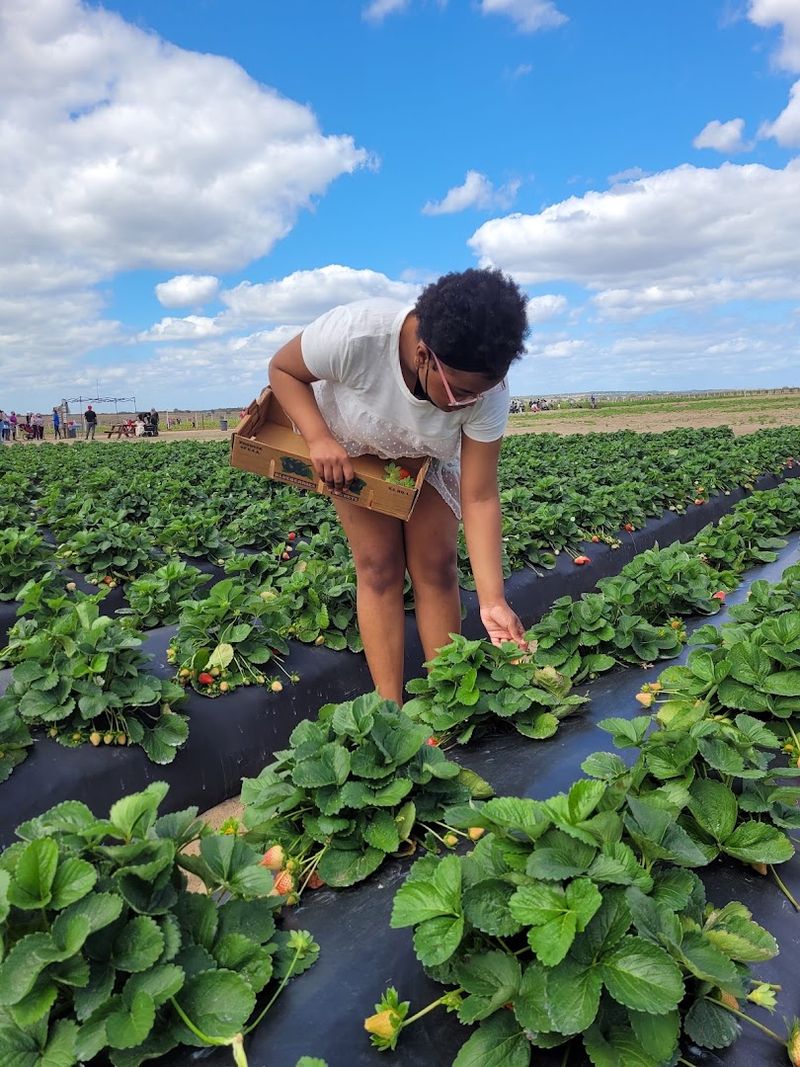 The Farm Grows Multiple Fruits And Vegetables For Hands-On Picking