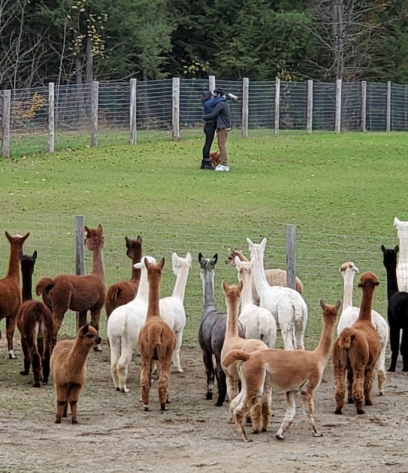 Home To Over 30 Alpacas