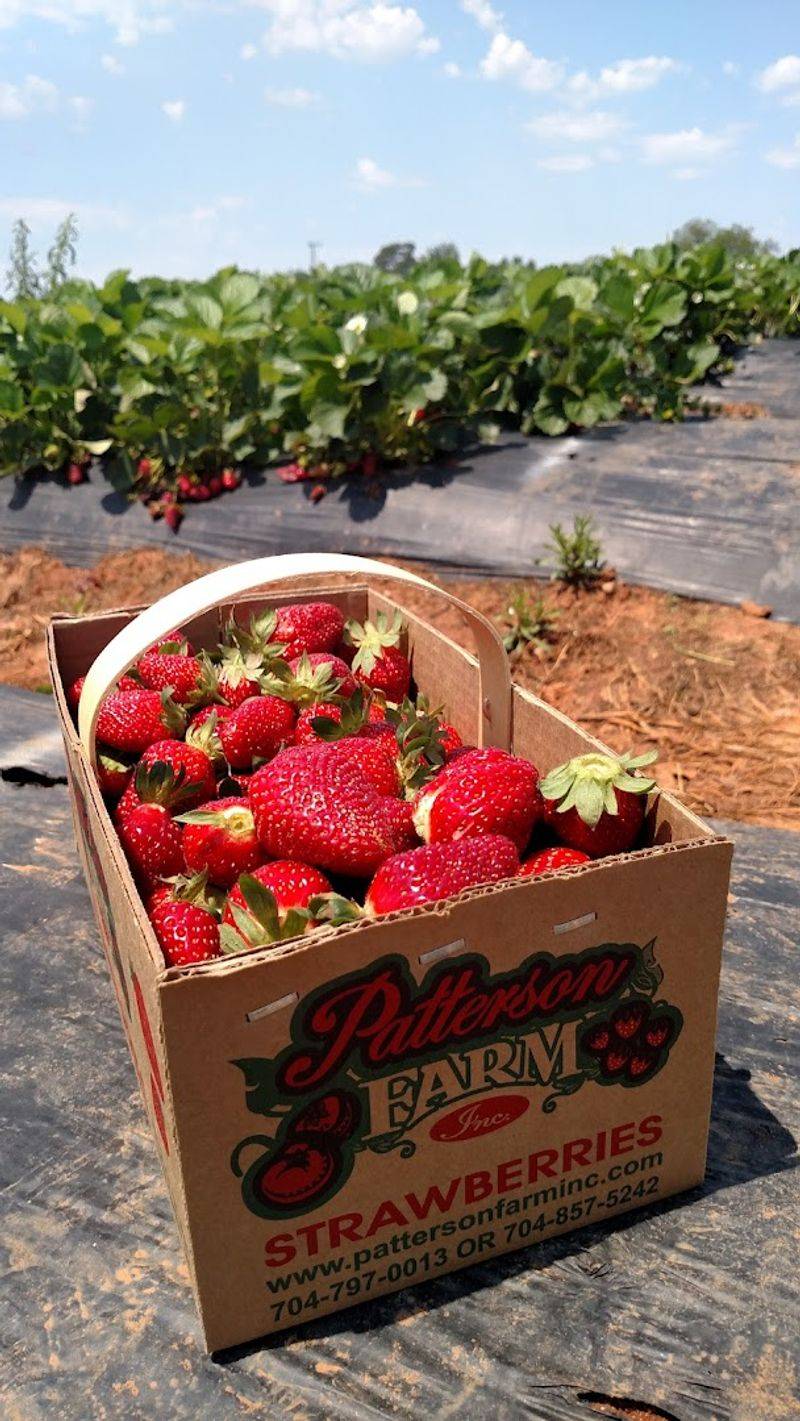 Why North Carolina Strawberries Hit Different