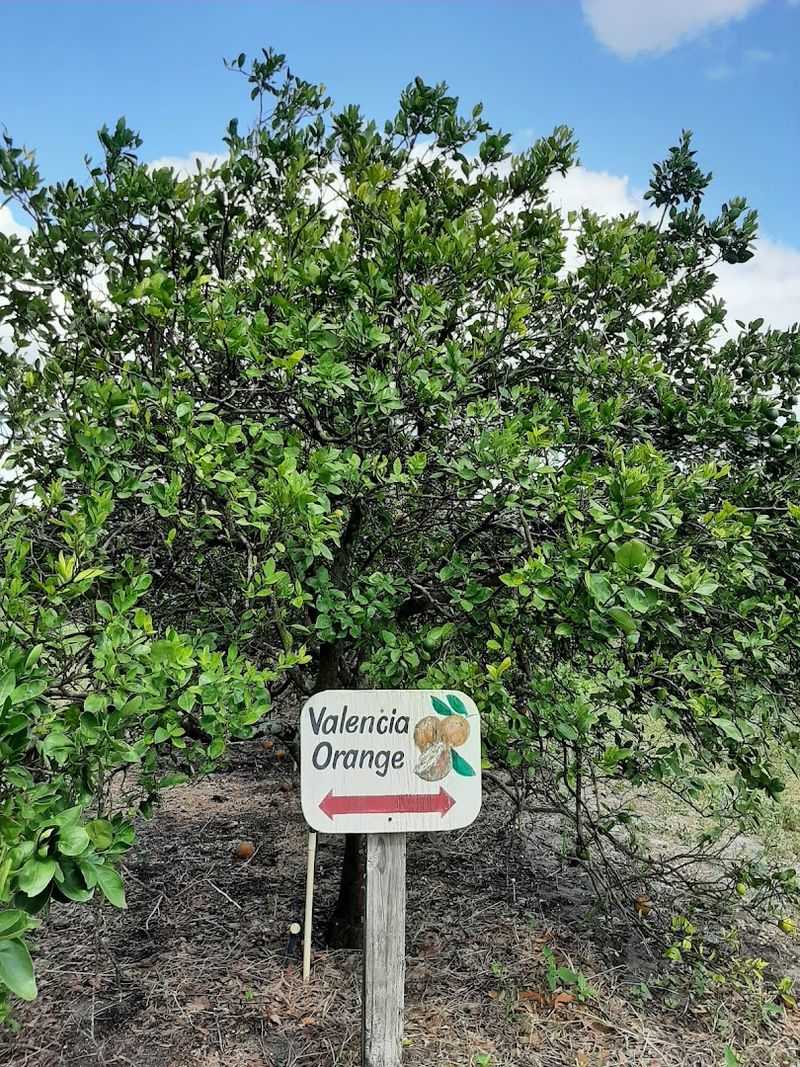 Why Showcase Of Citrus Is Central Florida's Best Kept Secret