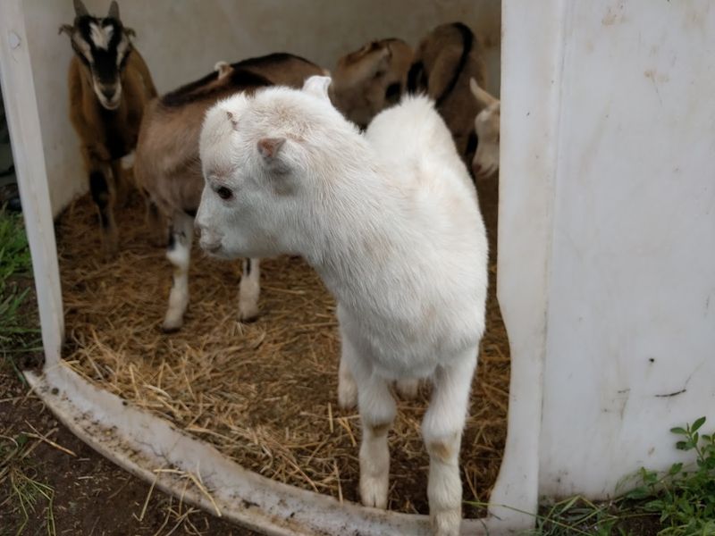A Working Goat Dairy With Real Agricultural Roots