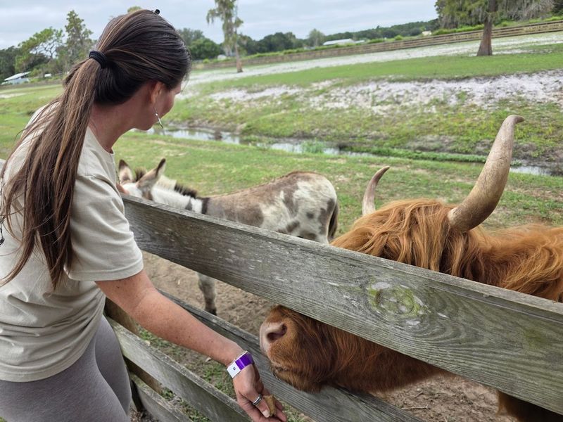 Baby Goats And Alpacas Add To The Magic