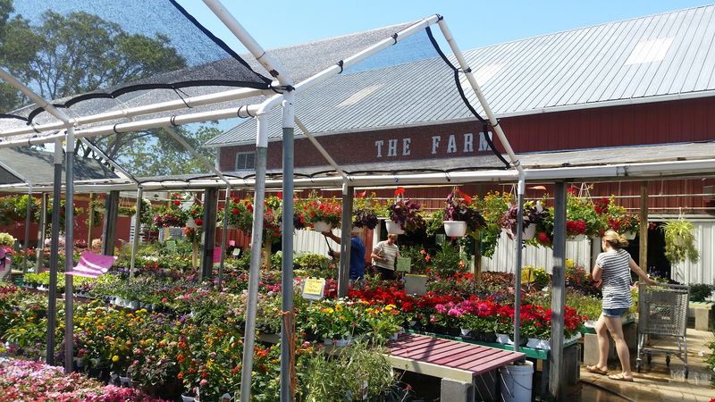 The Farm, Westmont