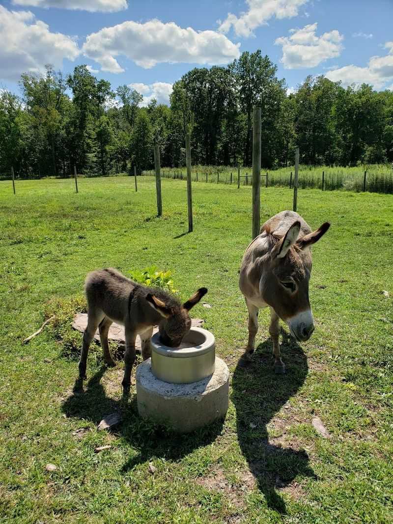 The Farm Yard Is Where The Real Magic Happens The Farm Yard Is Where The Real Magic Happens