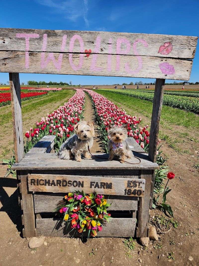 Practical Tips For First-Time Tulip Festival Visitors