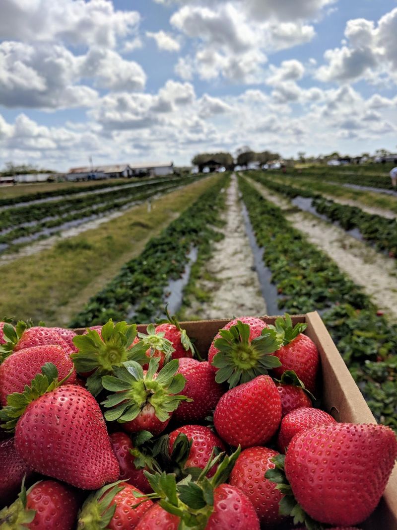 The Farmers Market And Homemade Goodies