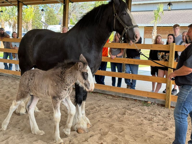 The Farm's History Connects To Clydesdale Heritage Going Back To Scotland