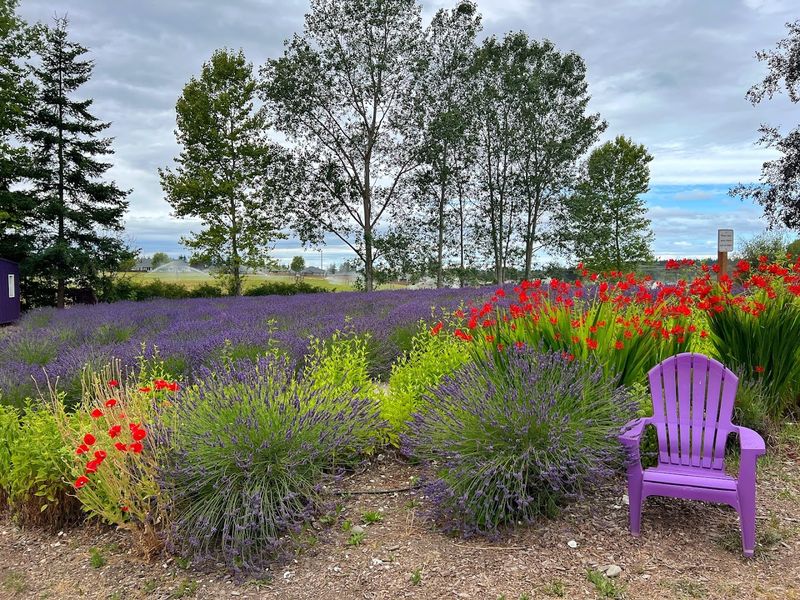 The Farm's Organic Roots And Lavender Products