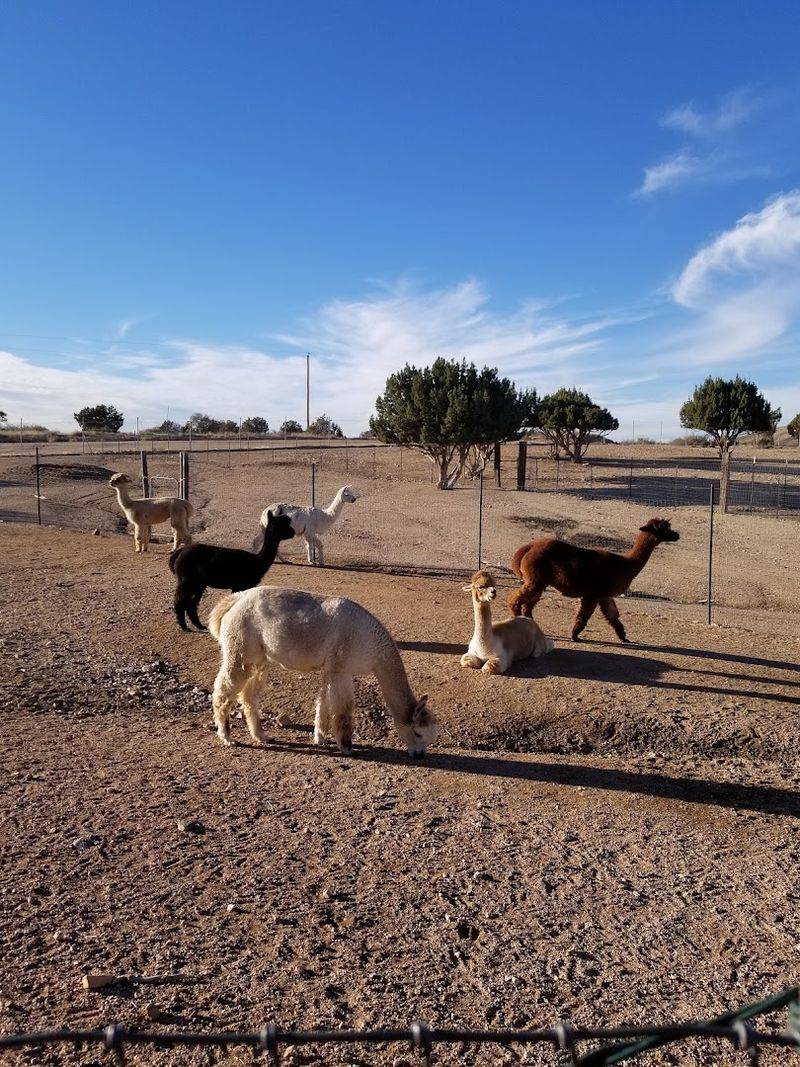 The Fascinating World Of Alpaca Fiber The Fascinating World Of Alpaca Fiber