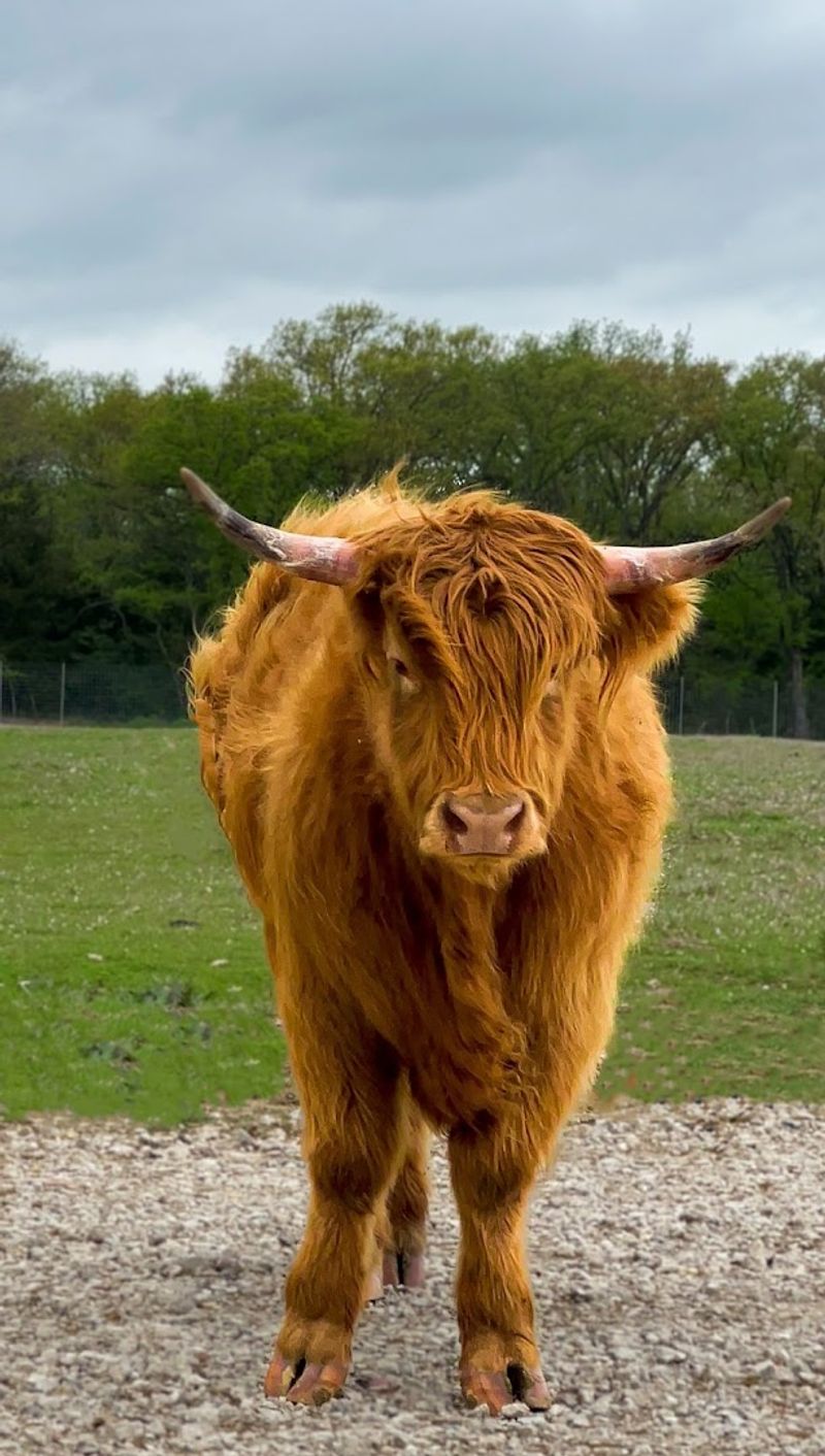 What To Expect On Your First Visit To Texas Zoofari