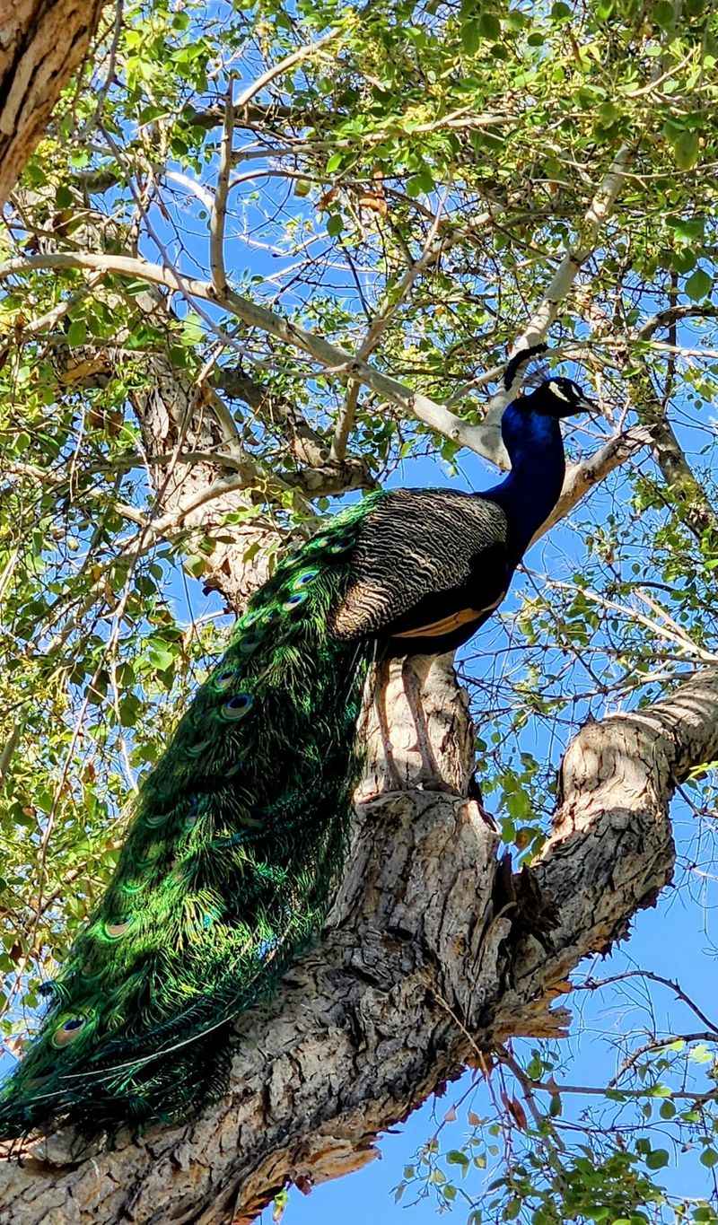 The Feral Peacocks With A World's Fair Backstory