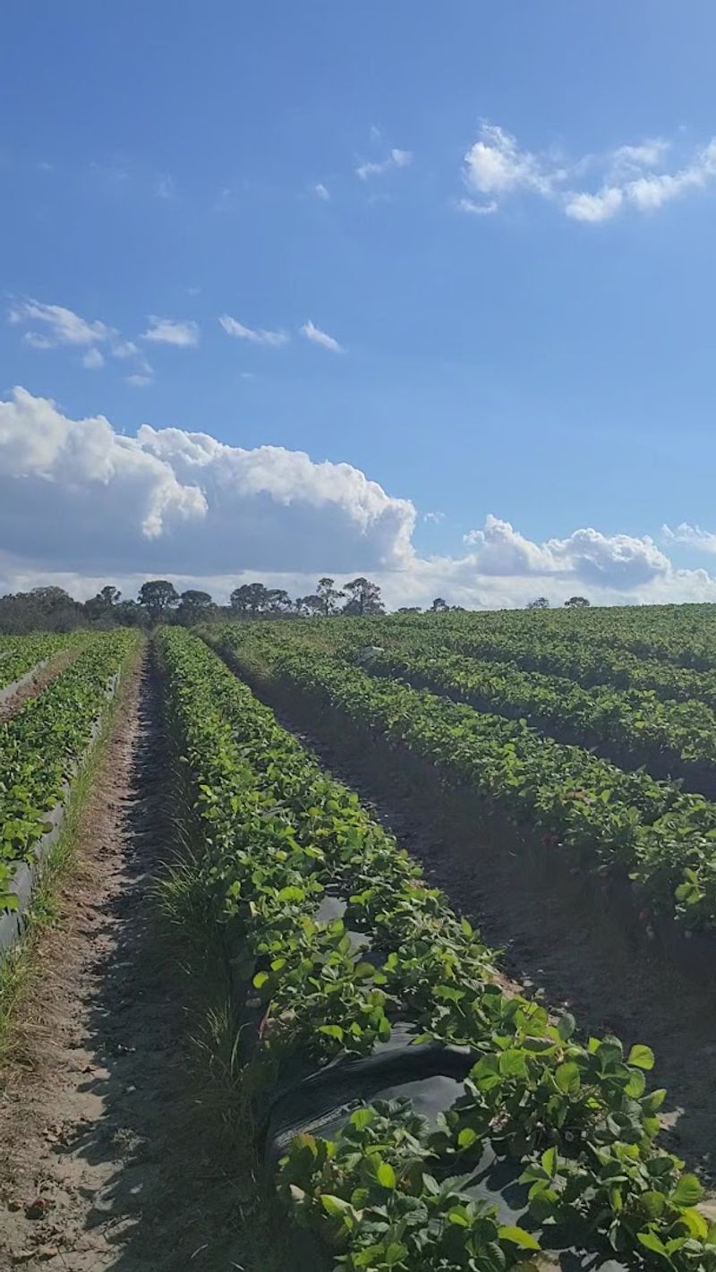 Fresh Blueberry Food And Treats On-Site